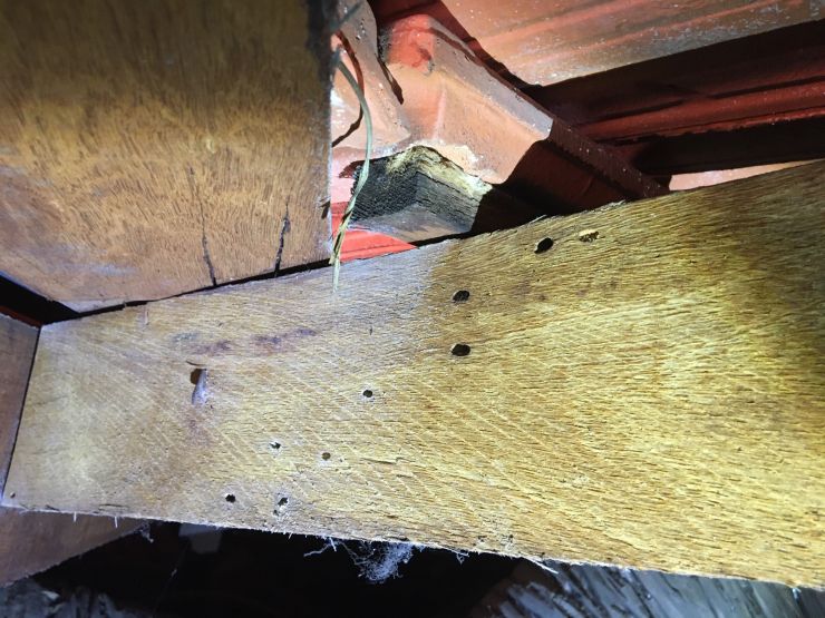 Timber Pest Inspection